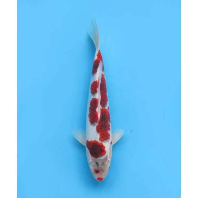 Ai Goromo, 33cm - Male