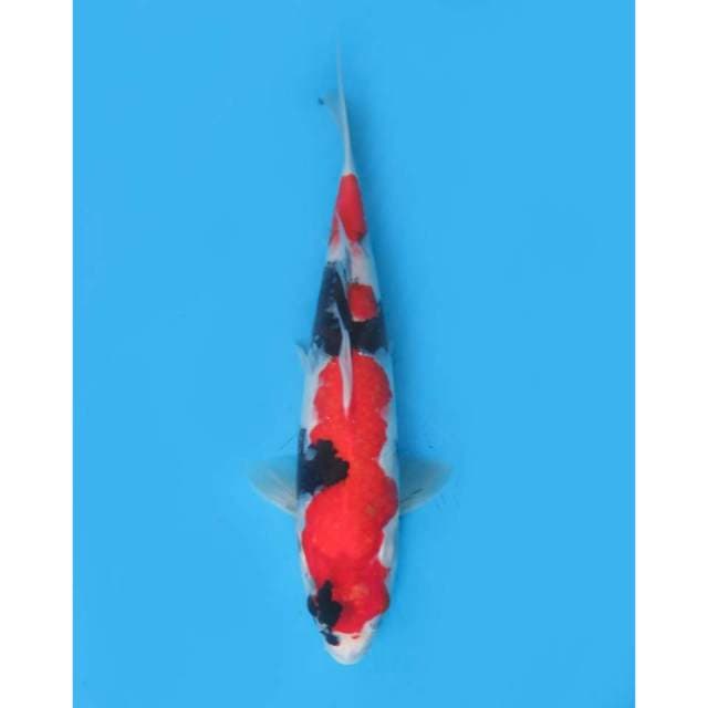 Showa Halus, 38cm - Female