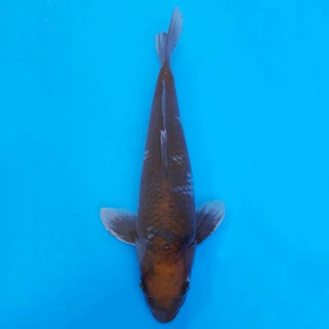 Okawa ochiba 38cm non serti