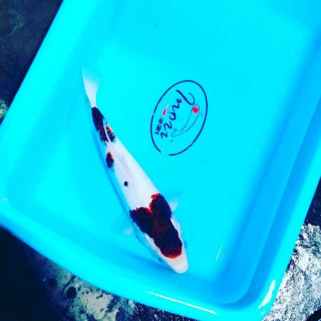 Ai goromo 27cm