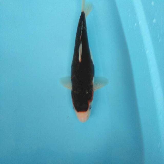 GOROMO 30CM