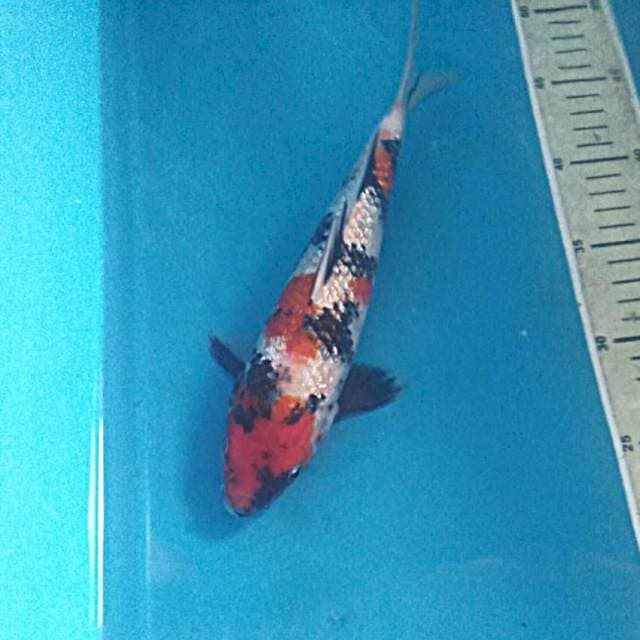 Showa Ginrin 26 cm