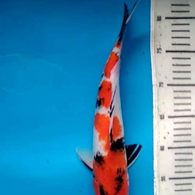 SHOWA YONDAN TATEGOI - JUMBO