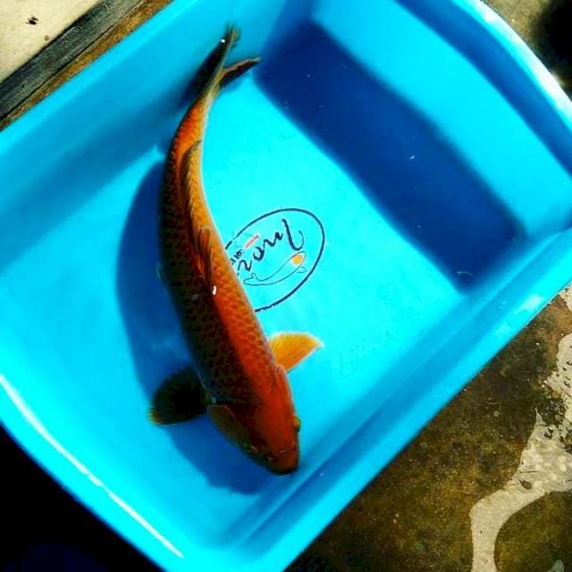Chagoi male 35cm