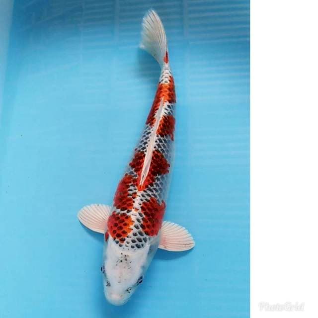 JUMBO RED KUJAKU ORIGINAL 