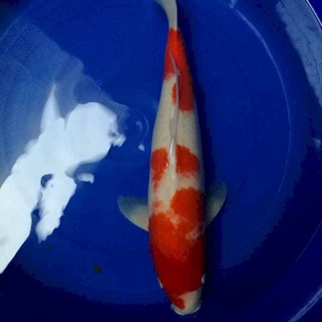 Kohaku Impor + Serti 51 cm Male