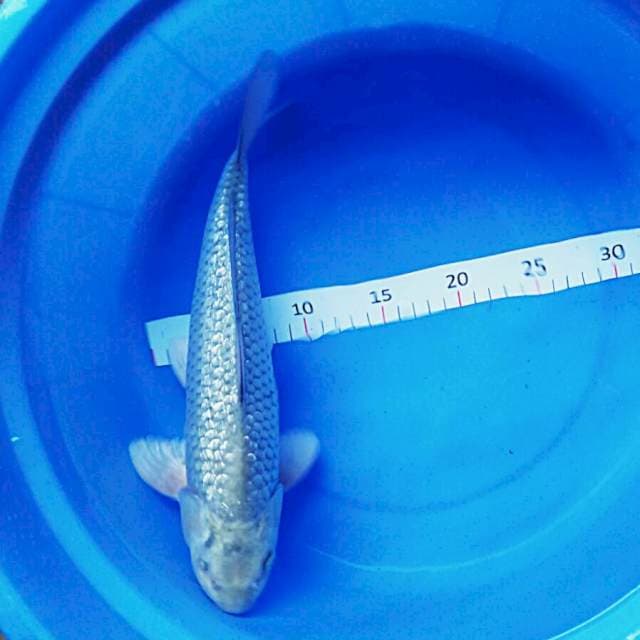 Suro ginrin 32cm male