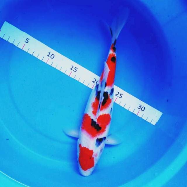 Maruten ori josss 30cm