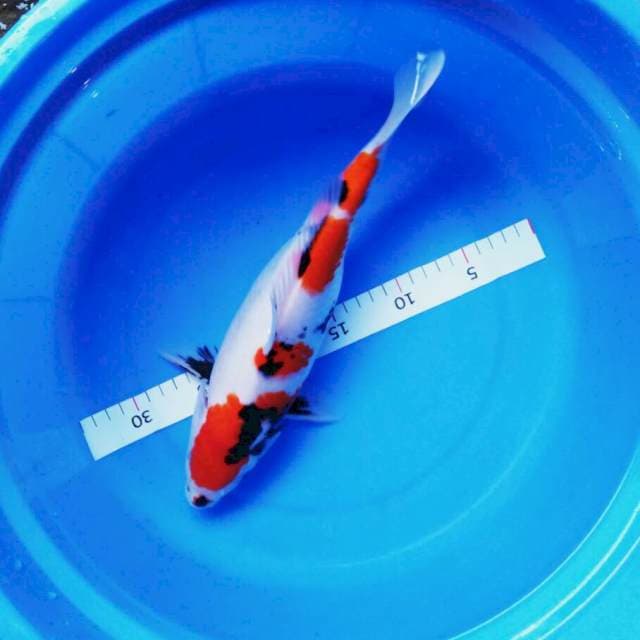 Showa calon 33cm