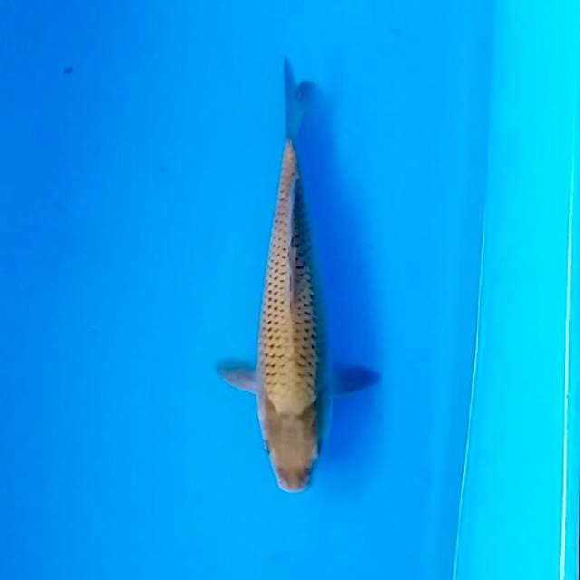 Midorigoi 28cm