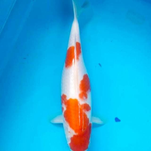 Kohaku doits