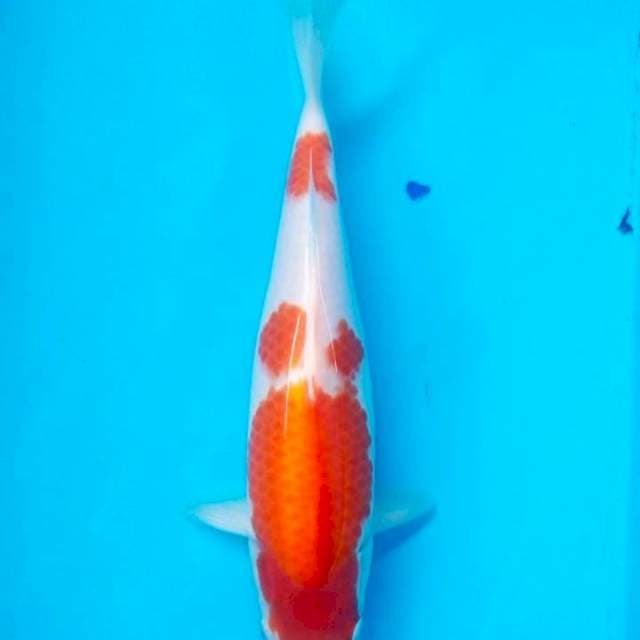 kohaku