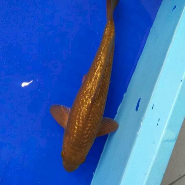 TEMBAGA Ginrin 25cm