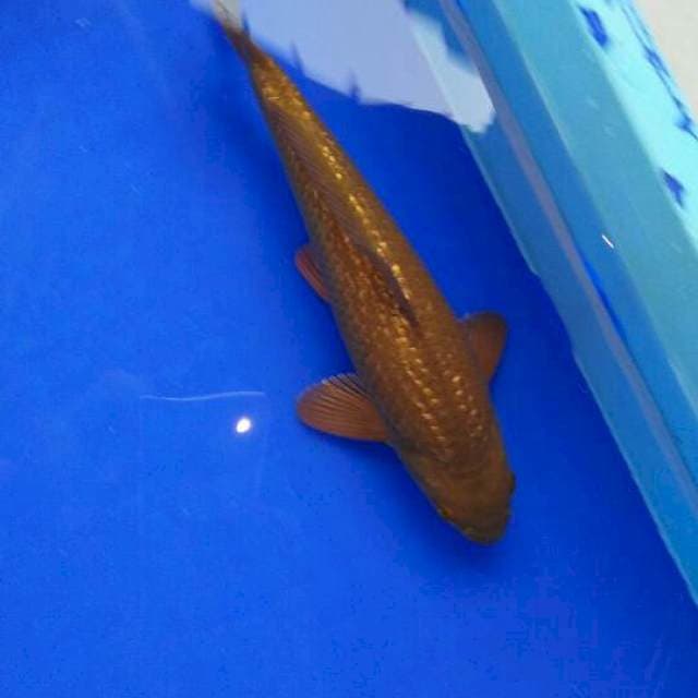 TEMBAGA Ginrin 25cm
