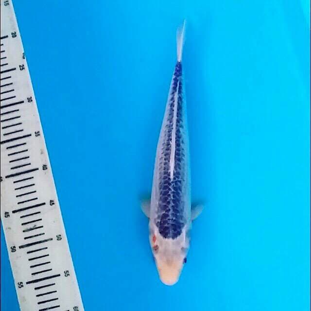 ASAGI 37cm