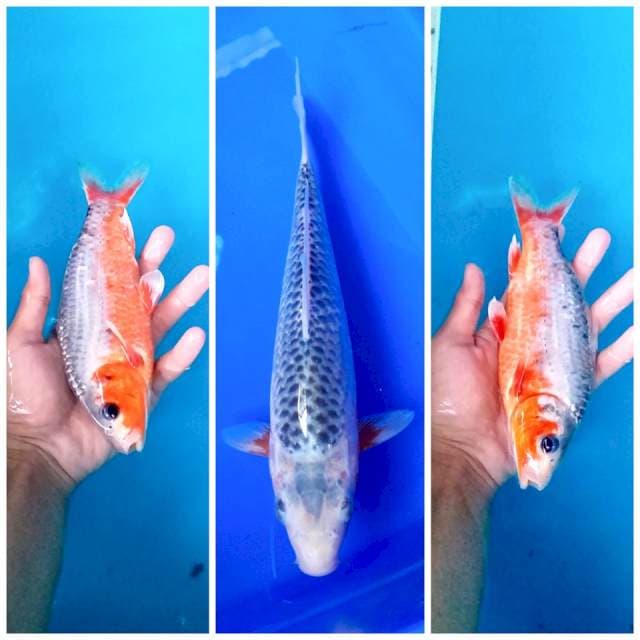 Asagi 25cm