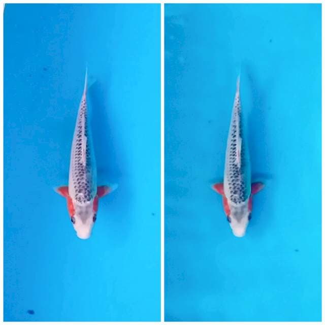 Asagi local strog 27cm