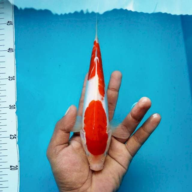 1. Kohaku Doitsu || 26 cm