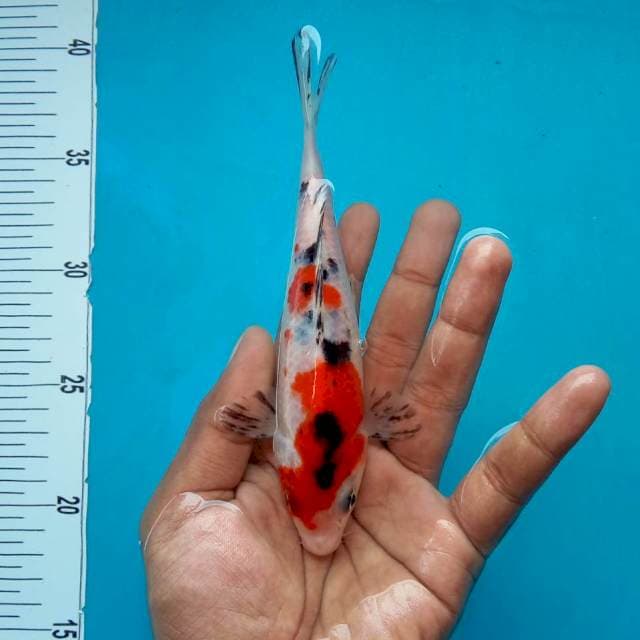 2. Sanke Imut || 22 cm