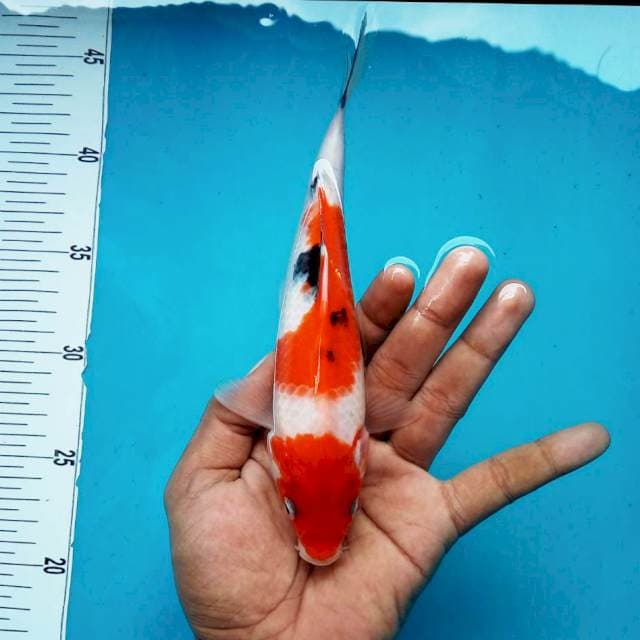 3. Sanke Medium || 26 cm