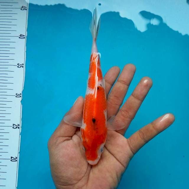 5. Sanke Imutt || 24 cm