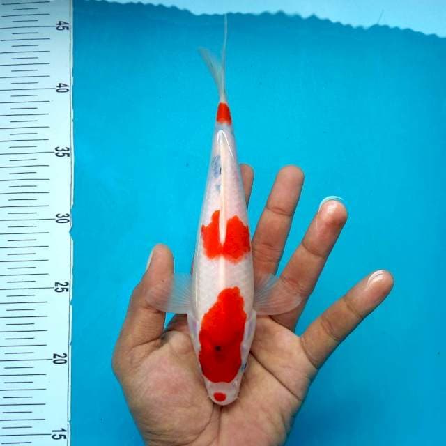 8. Sanke Tategoi || 26 cm