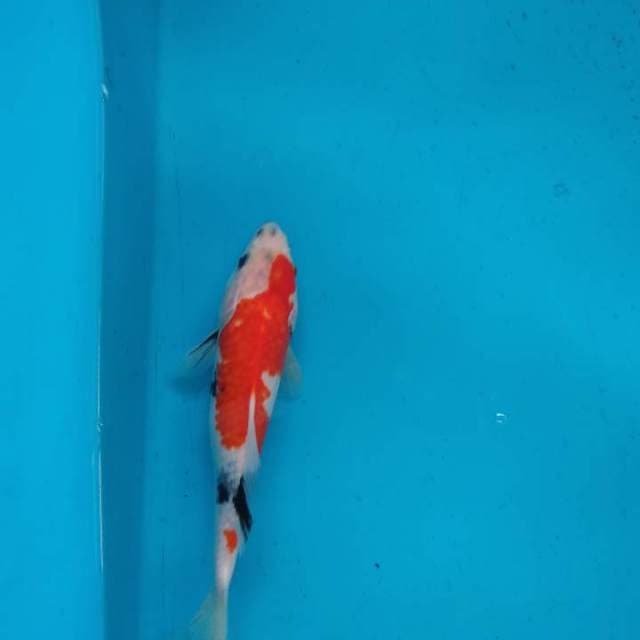 SHOWA TATEGOI