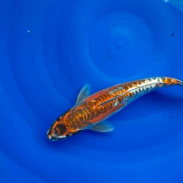 Kiko