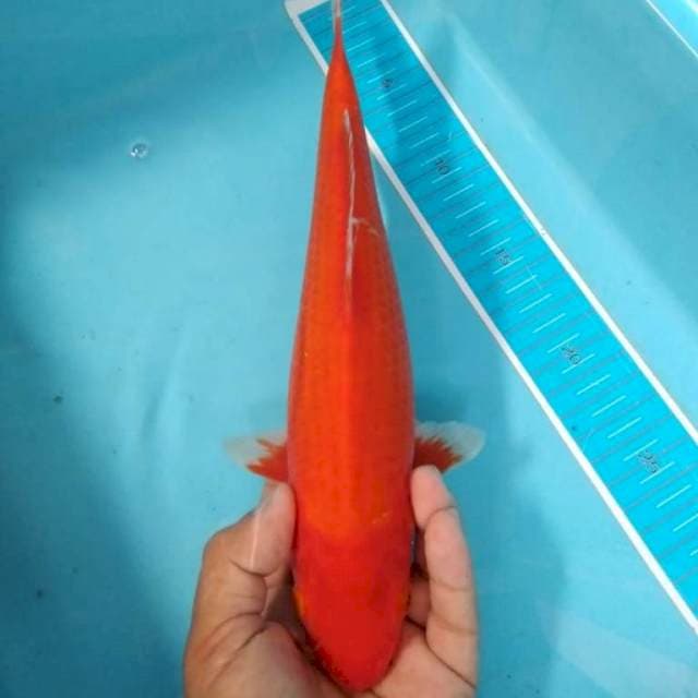 Benigoi