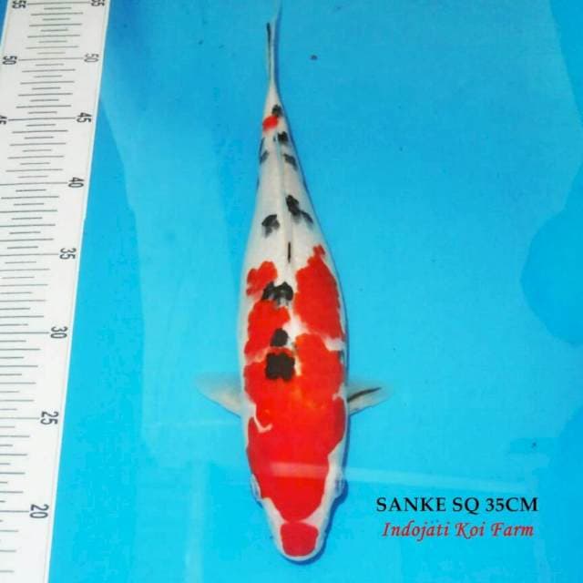 Sanke SQ 35cm