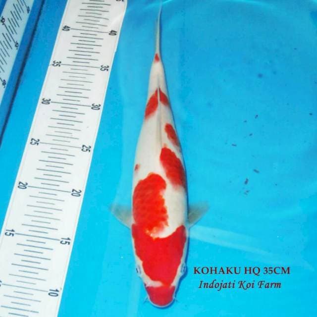 Kohaku HQ 35cm