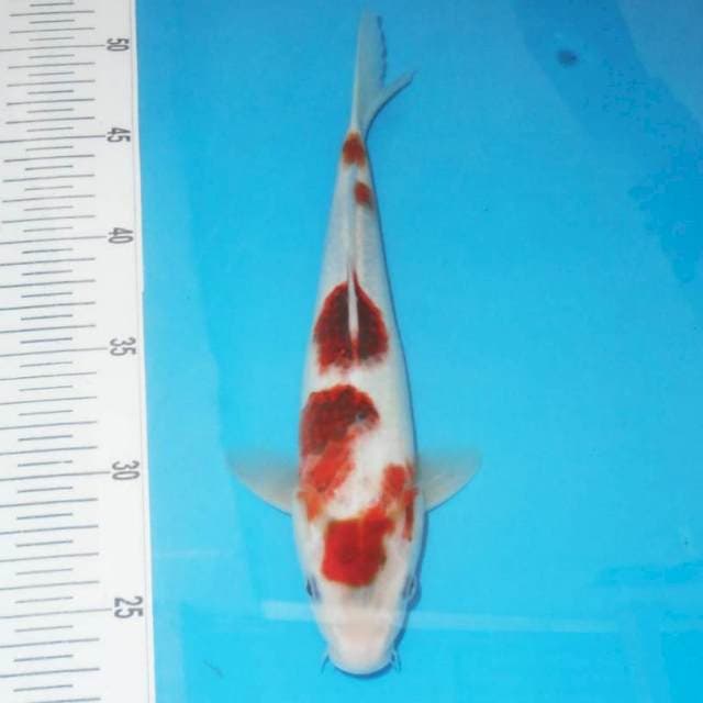 Ai goromo 27cm