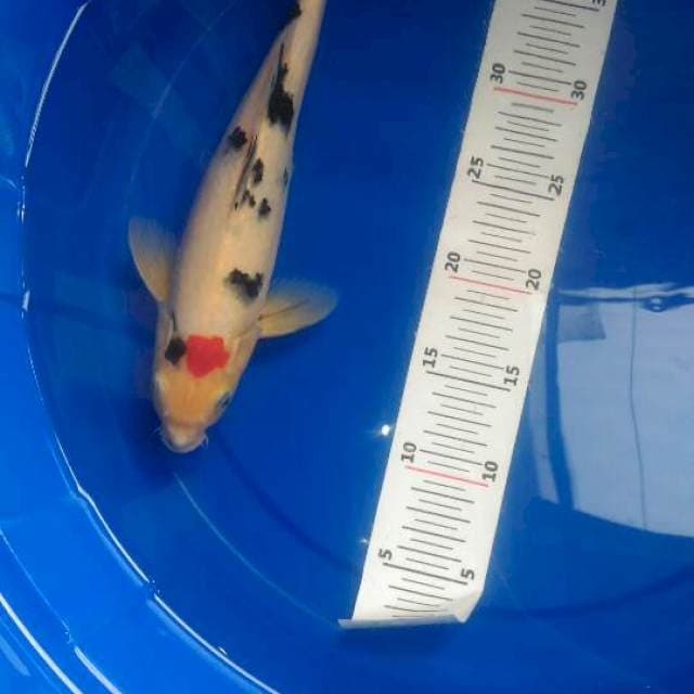 Tancho sanke 29 cm jantan