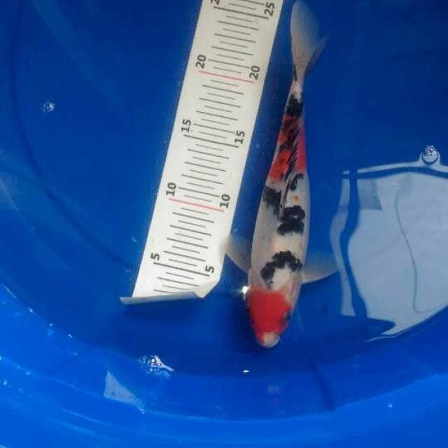 Showa original tategoi 24 cm