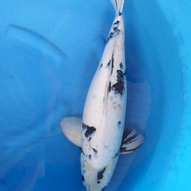 Mina kamil farm shiro 49 cm tepat