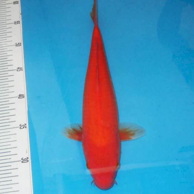 Beni goi merah tajam 30 cm