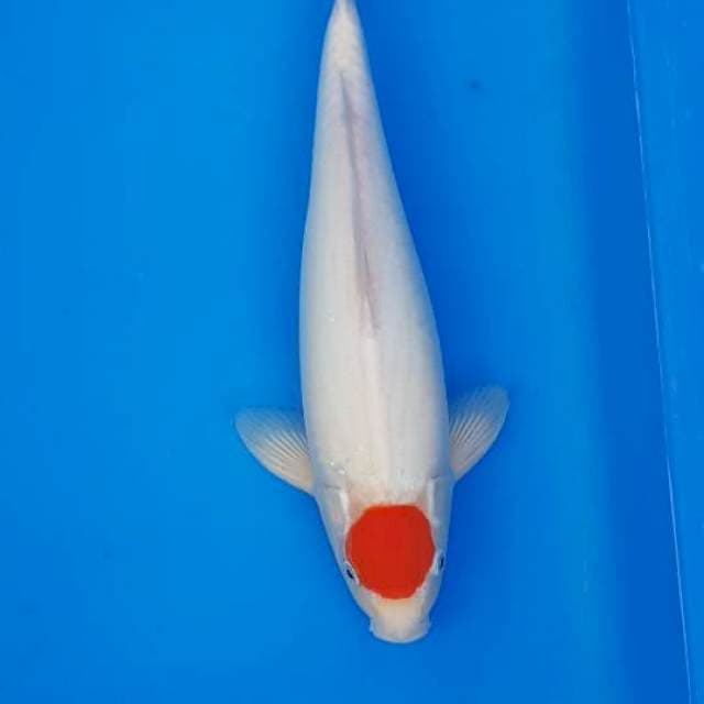 TANCO KOHAKU 37CM
