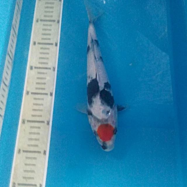 Tancho Showa Prospek 27 cm