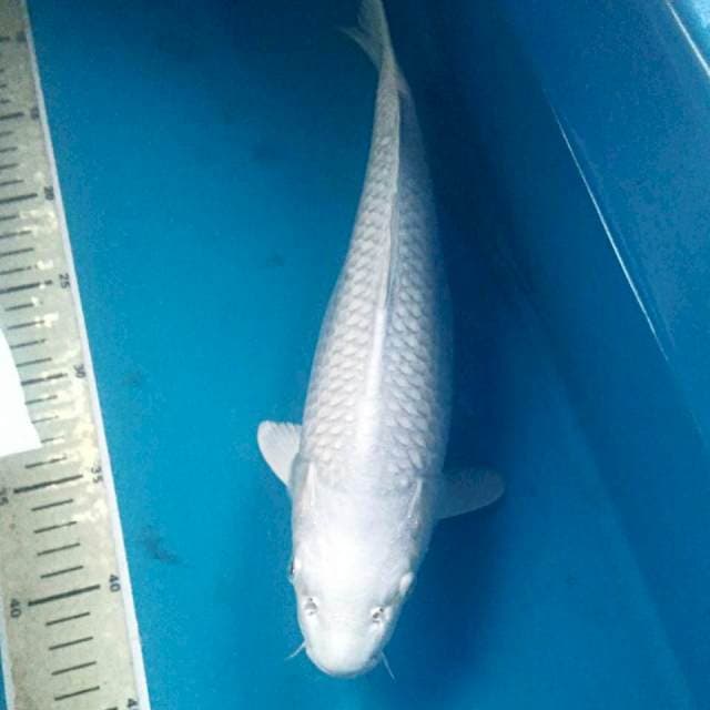 Platinum 35 cm
