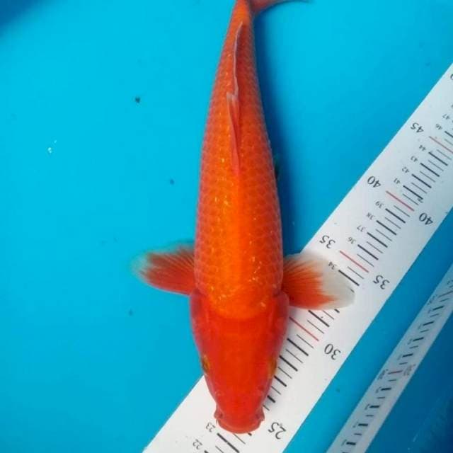 Benigoi Ginrin 28cm