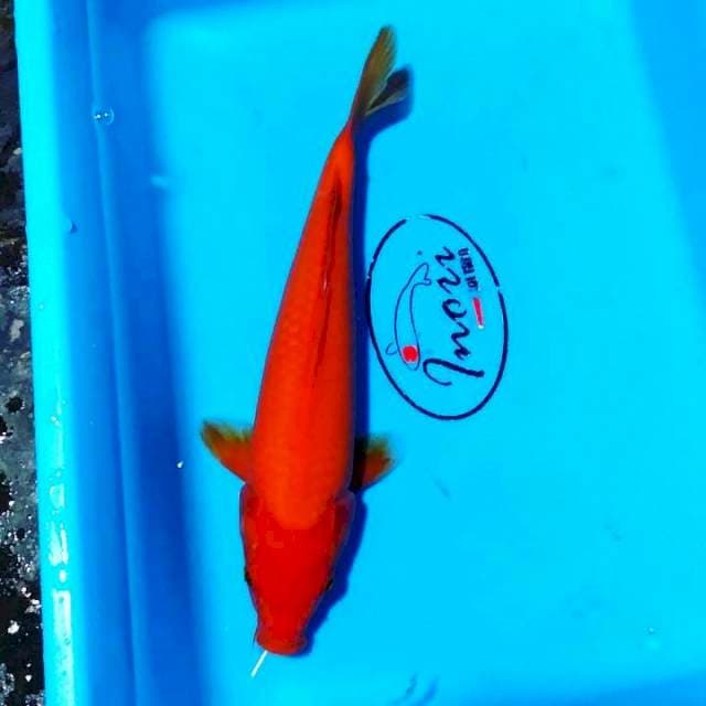 Benigoi 27 cm 