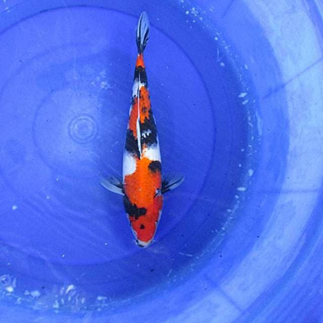 Showa sansoku ±35cm