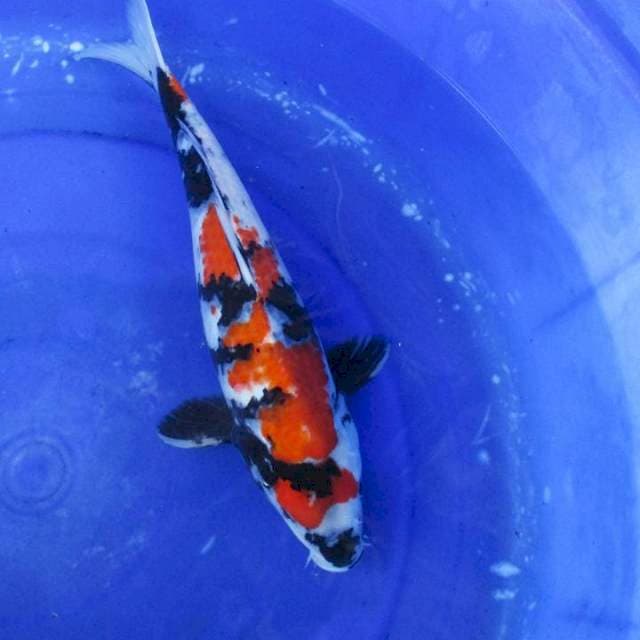 Showa sansoku ±37cm