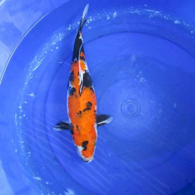 Showa ±38cm