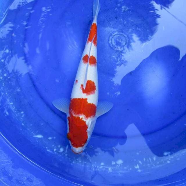 Kohaku merah strong ±34cm ori
