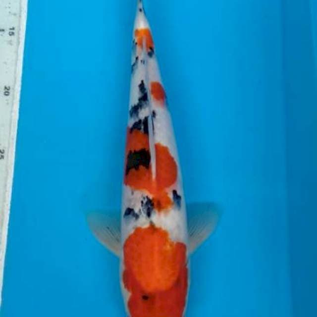 Sanke 32cm