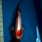 Kohaku Male, 40cm