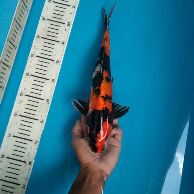 Hi Showa Male, 36cm