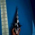 Shiro Female, 36cm
