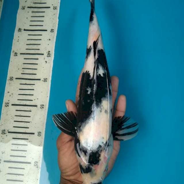 Shiro male, 34cm